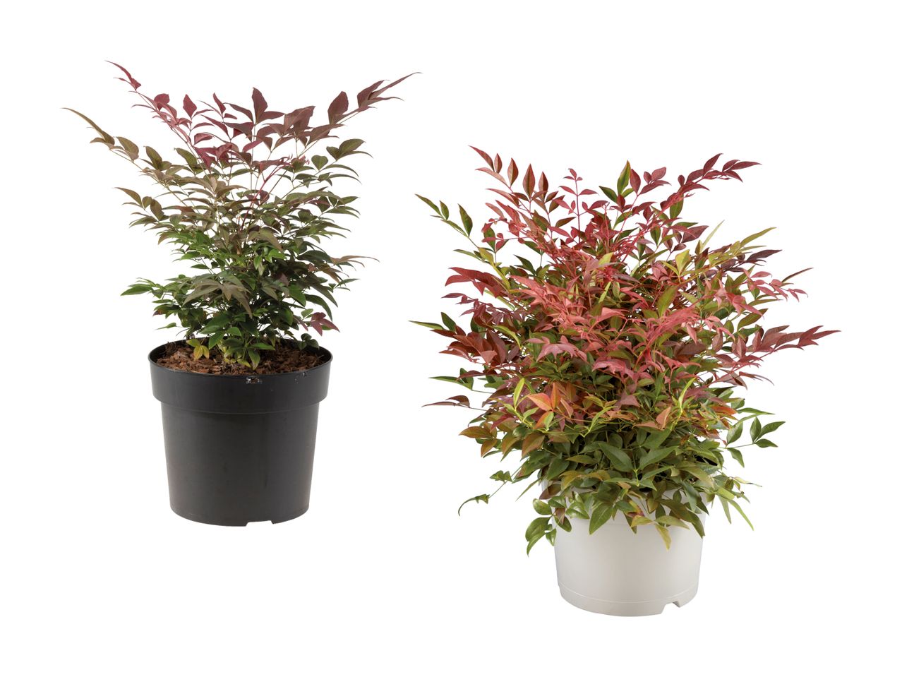 Bambou sacré Nandina