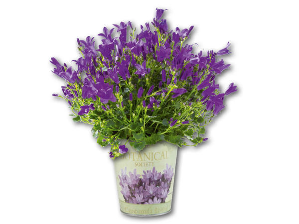 Campanula im Nostalgie-Zinktopf