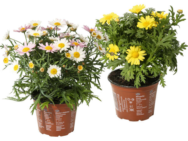 Topfmargeriten