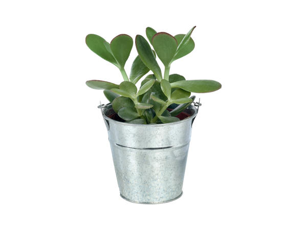 Cactus & Succulents in Zinc Bucket