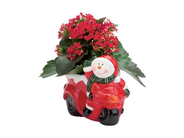 Christmas Plant in Ceramic