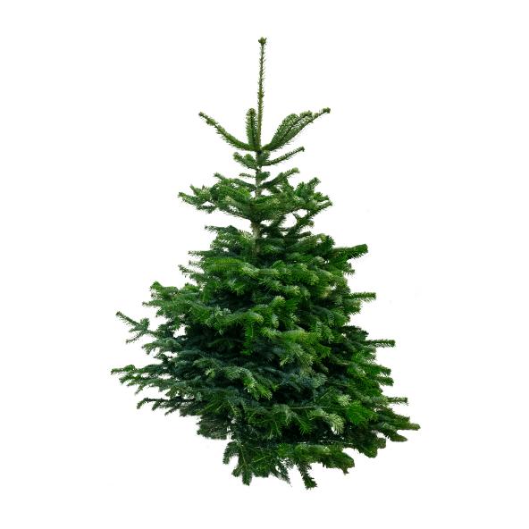 Nordmannsgran juletræ