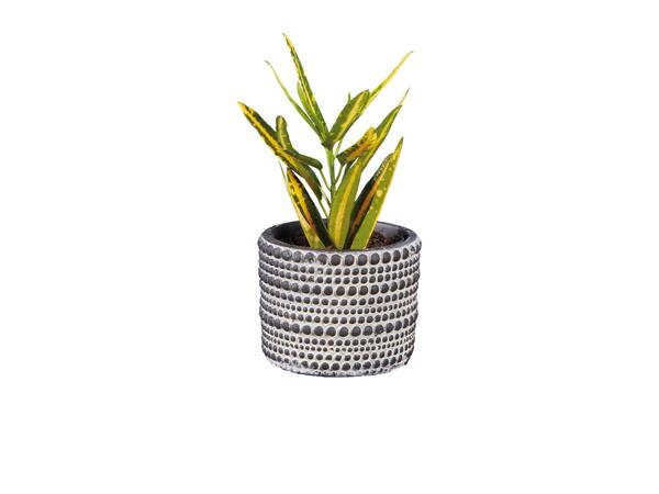 Green Plants in Greystone Pottery