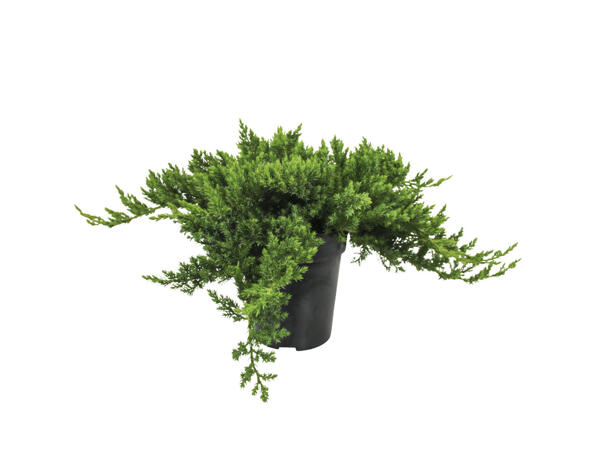 Conifer Mix