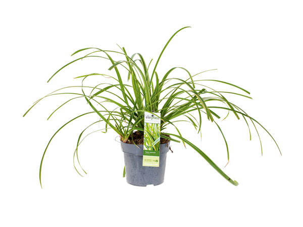 Ornamental Grass