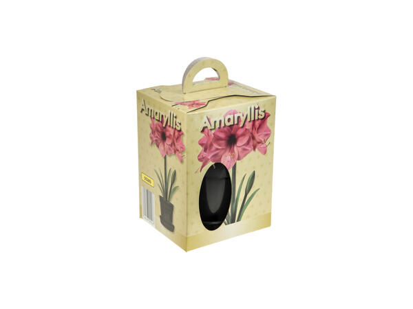 Grow Your Own Amaryllis