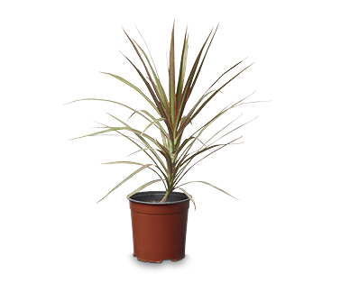 ASSORTED FOLIAGE 175MM