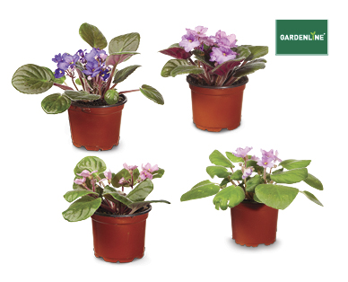 African Violets or Ferns 100mm