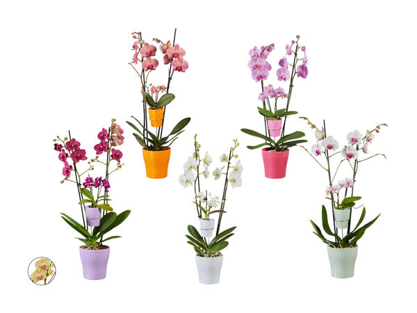 Phalaenopsis Family in Keramik