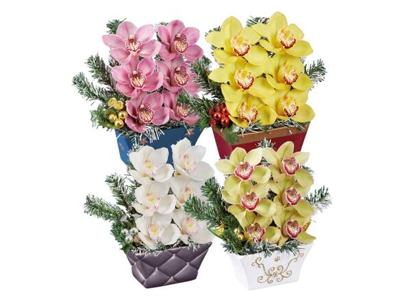 Orchid with 6 flowers