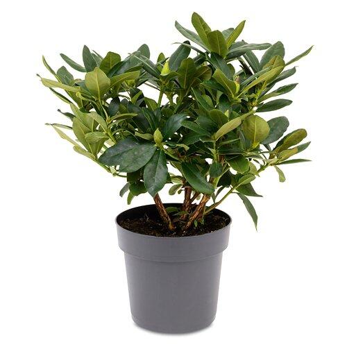 Rhododendronbusch*