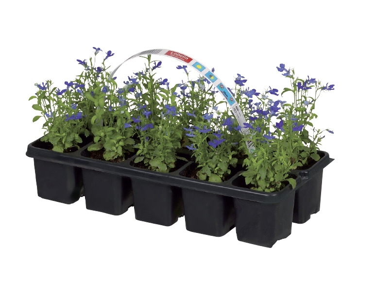Bedding Plant