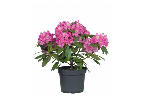 Rhododendron
