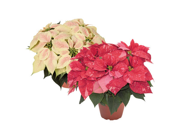 Poinsettia