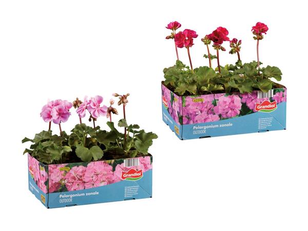 Pelargonie