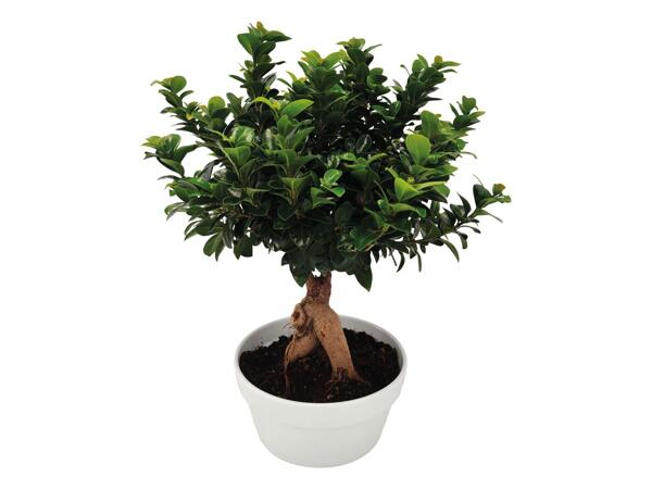 Bonsai Ficus Ginseng