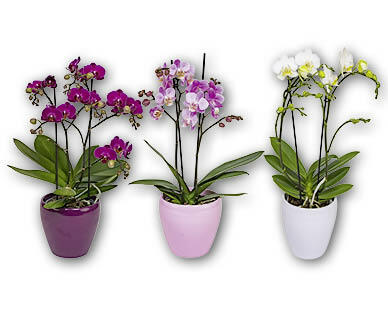 Orchidee 2-Trieber