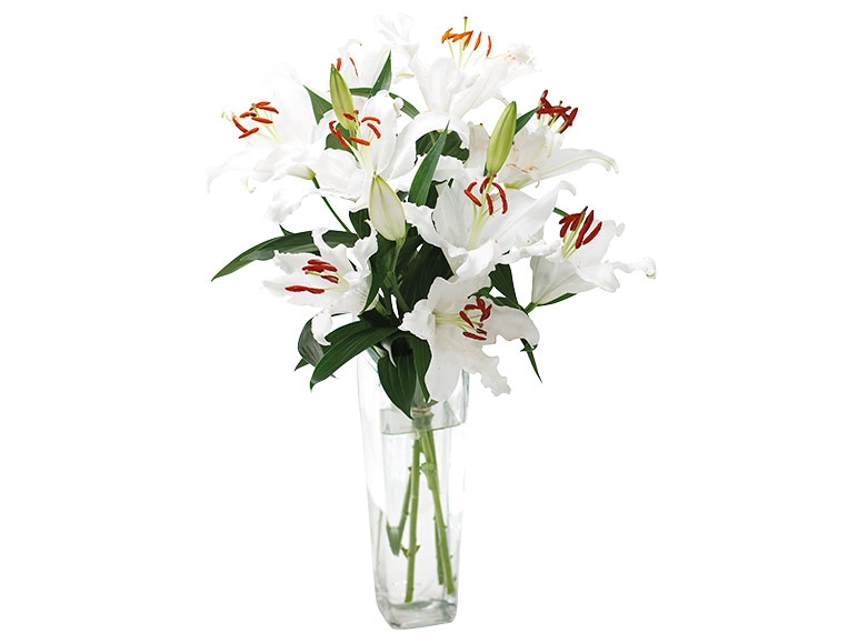 Oriental Lillies
