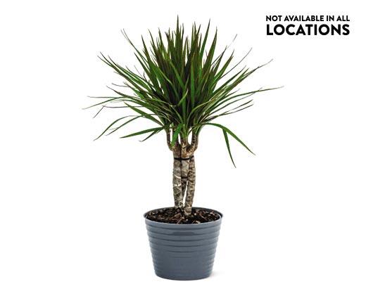 6" Foliage Assorted Varieties