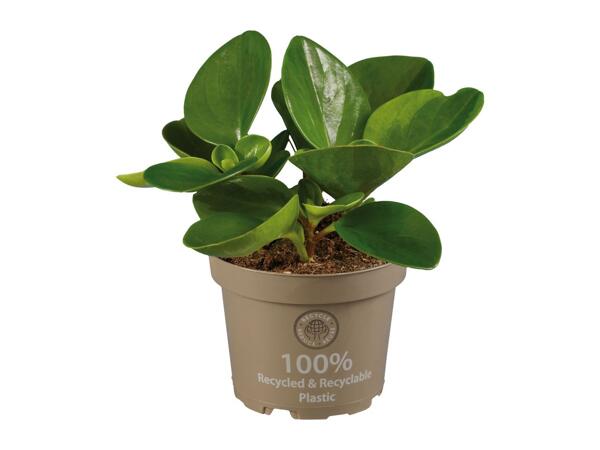 Peperomia Mix