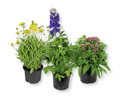 Plantes vivaces résistantes à l'hiver