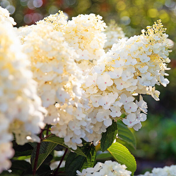Rispen Hortensie
