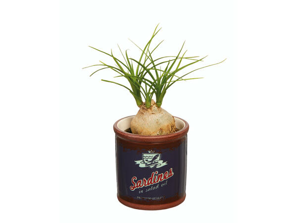 Plantes vertes dans un mini-seau