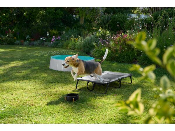 Dog Pool