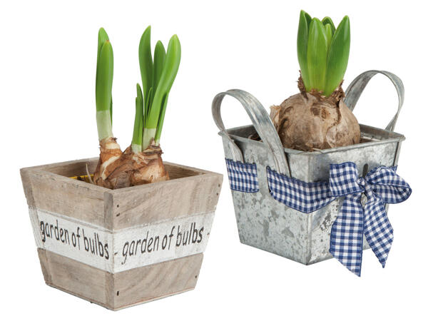 Blumenzwiebel im Zink- oder Holztopf