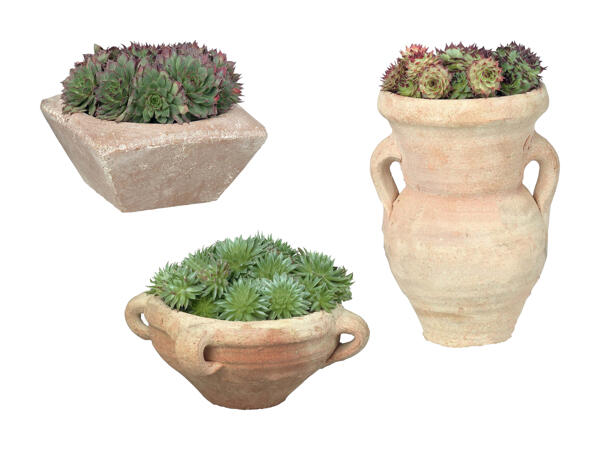 Succulente dans un pot en grès