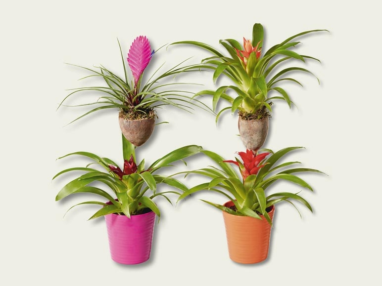 Diverses broméliacées dans un pot en céramique (dès 8.9.)