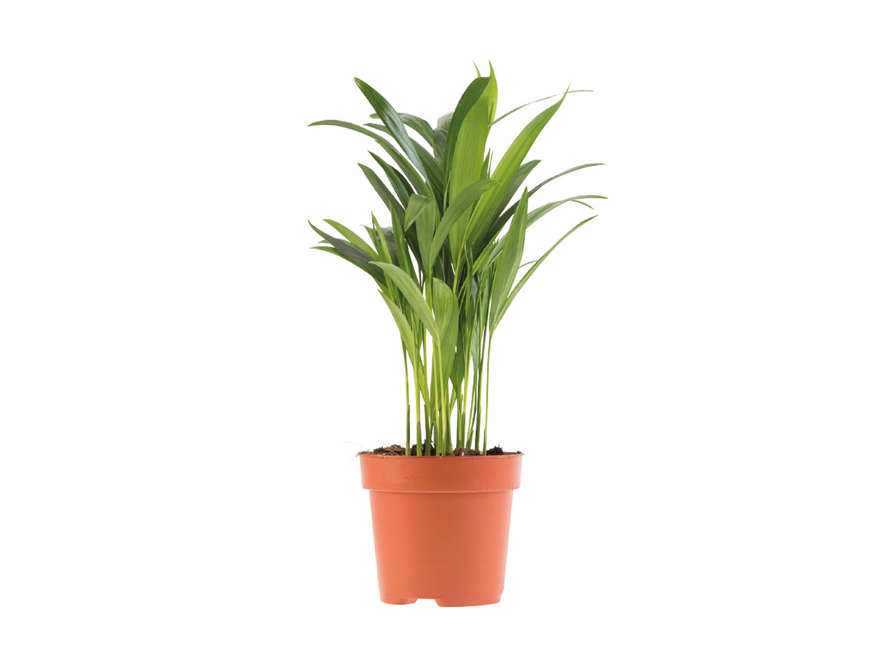 Air Purifying Plants1