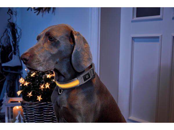 Zoofari LED-hundhalsband