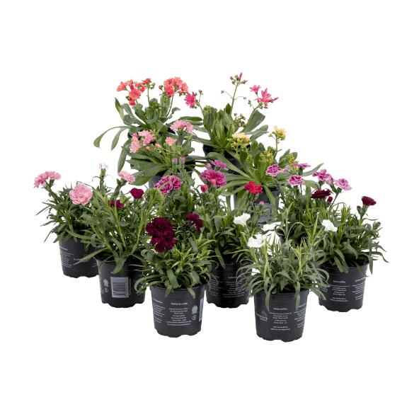 Lewisia eller Dianthus