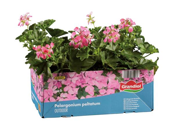 Pelargonie eller fuchsia i 6‘er bakke