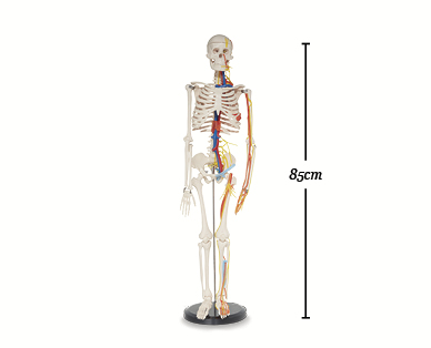 Human Skeleton Model 85cm