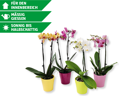 Phalaenopsis in Sommerkeramik