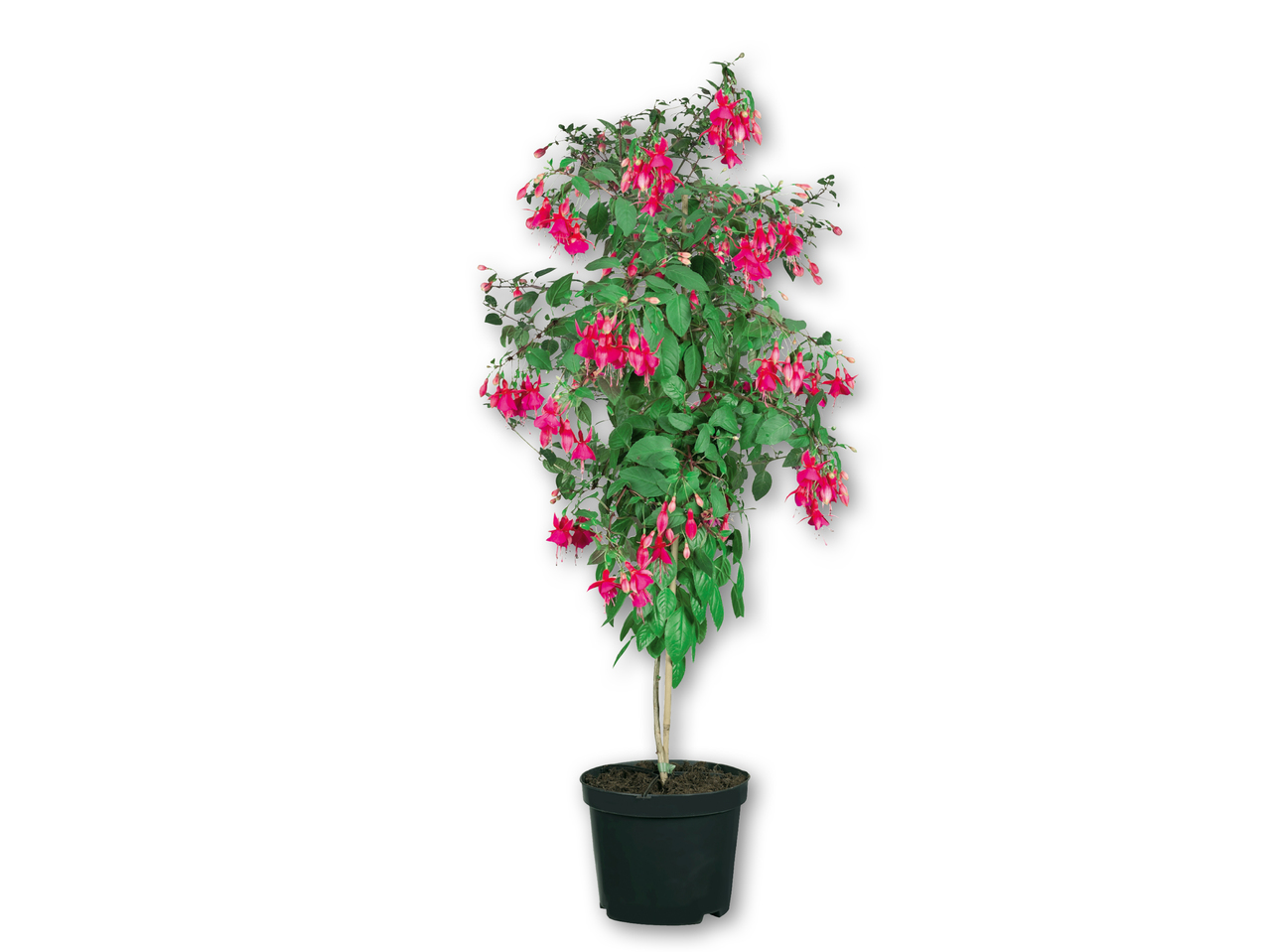 Opstammet fuchsia