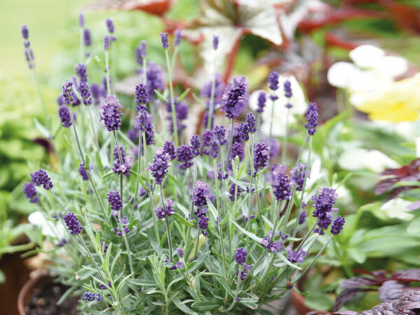 Lavendel Thumbelina