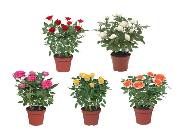 Rosier en pot