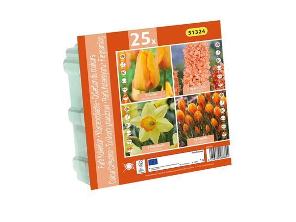 Assortiment de bulbes à fleurs sélectionnés