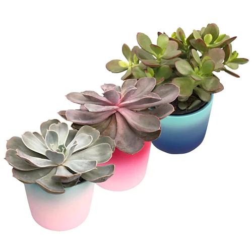GARDENLINE Piante grasse moderne