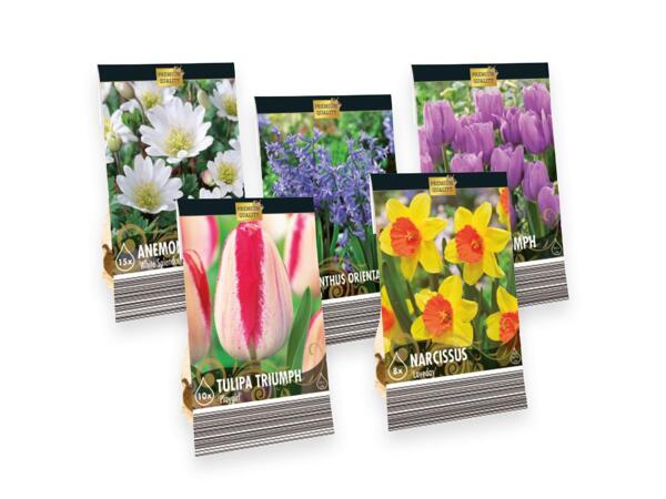 Flowering bulbs