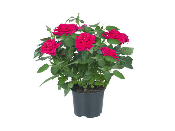 Mini Rose