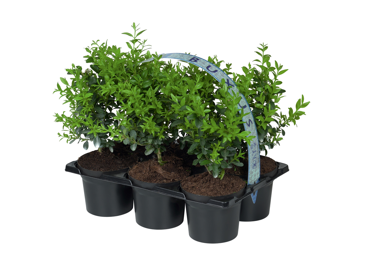 Buxus