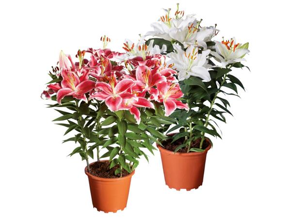 Oriental lily