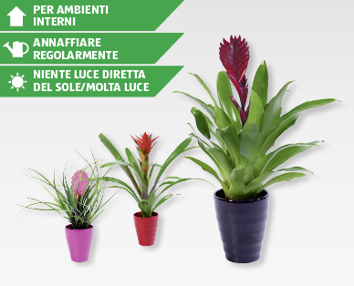 Bromelie assortite in coprivaso di ceramica GARDENLINE(R)