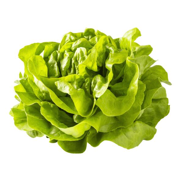 Kopfsalat