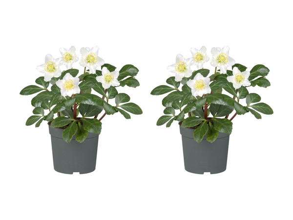Roses de Noël (hellébore blanc)