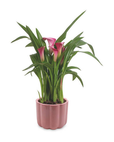 Calla Lily/Dianthus in Ceramic